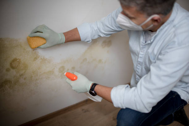 Best Commercial Mold Removal  in Mount Sterling, OH
