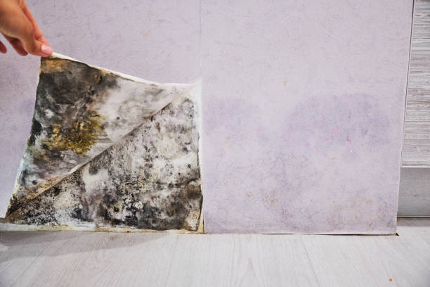 Attic Mold Removal in Mount Sterling, OH